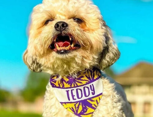 Our Favorite New Orleans Locations for Safe & Scenic Dog Walks and Feasting